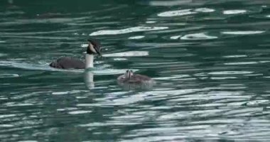 Yavruları olan büyük ibikli yunus balığı (Podiceps kristali), Annecy Gölü, Fransa