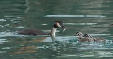 Yavruları olan büyük ibikli yunus balığı (Podiceps kristali), Annecy Gölü, Fransa