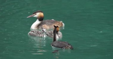 Yavruları olan büyük ibikli yunus balığı (Podiceps kristali), Annecy Gölü, Fransa
