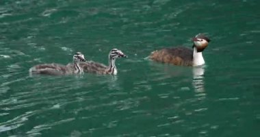 Yavruları olan büyük ibikli yunus balığı (Podiceps kristali), Annecy Gölü, Fransa