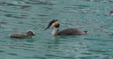 Yavruları olan büyük ibikli yunus balığı (Podiceps kristali), Annecy Gölü, Fransa