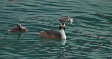 Yavruları olan büyük ibikli yunus balığı (Podiceps kristali), Annecy Gölü, Fransa