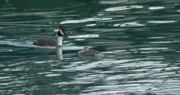 Yavruları Olan Büyük Ibikli Yunus Balığı Podiceps Kristali Annecy Gölü — Stok video