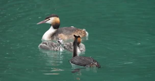 Yavruları Olan Büyük Ibikli Yunus Balığı Podiceps Kristali Annecy Gölü — Stok video