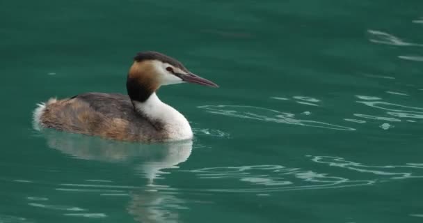 Getah Besar Dengan Daun Muda Podiceps Cristatus Danau Annecy Perancis — Stok Video