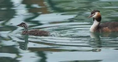 Yavruları olan büyük ibikli yunus balığı (Podiceps kristali), Annecy Gölü, Fransa