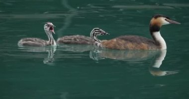 Yavruları olan büyük ibikli yunus balığı (Podiceps kristali), Annecy Gölü, Fransa