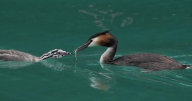 Yavruları olan büyük ibikli yunus balığı (Podiceps kristali), Annecy Gölü, Fransa