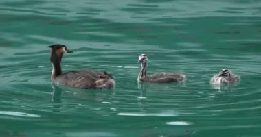 Yavruları olan büyük ibikli yunus balığı (Podiceps kristali), Annecy Gölü, Fransa