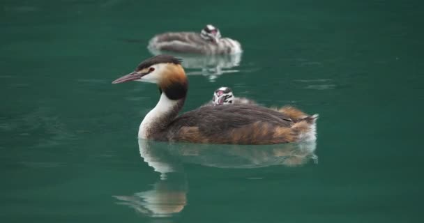 Grande Grebe Crista Com Juvenis Podiceps Cristatus Lago Annecy França — Vídeo de Stock