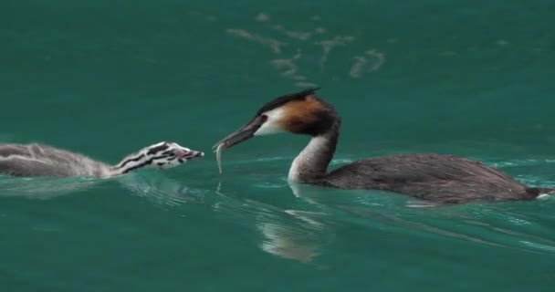 Yavruları Olan Büyük Ibikli Yunus Balığı Podiceps Kristali Annecy Gölü — Stok video