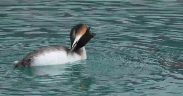 Getah Besar Dengan Daun Muda Podiceps Cristatus Danau Annecy Perancis — Stok Video