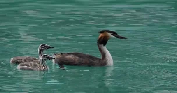 Yavruları Olan Büyük Ibikli Yunus Balığı Podiceps Kristali Annecy Gölü — Stok video