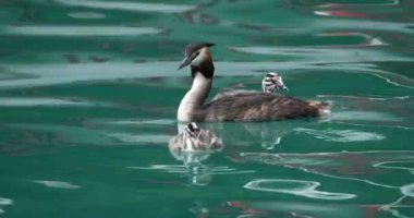 Yavruları olan büyük ibikli yunus balığı (Podiceps kristali), Annecy Gölü, Fransa