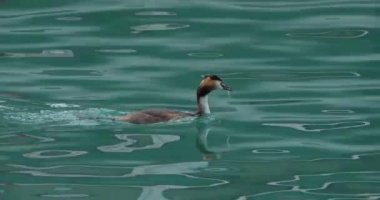 Yavruları olan büyük ibikli yunus balığı (Podiceps kristali), Annecy Gölü, Fransa