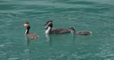 Yavruları olan büyük ibikli yunus balığı (Podiceps kristali), Annecy Gölü, Fransa