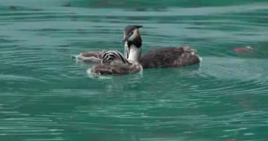 Yavruları olan büyük ibikli yunus balığı (Podiceps kristali), Annecy Gölü, Fransa