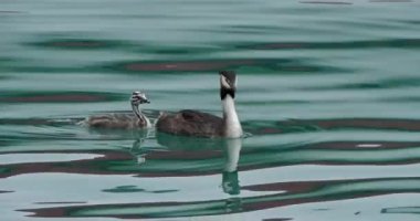 Yavruları olan büyük ibikli yunus balığı (Podiceps kristali), Annecy Gölü, Fransa