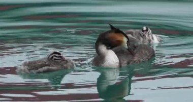 Yavruları olan büyük ibikli yunus balığı (Podiceps kristali), Annecy Gölü, Fransa