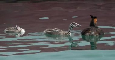 Yavruları olan büyük ibikli yunus balığı (Podiceps kristali), Annecy Gölü, Fransa