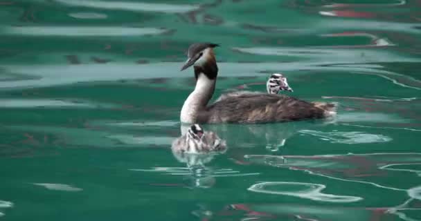 Yavruları Olan Büyük Ibikli Yunus Balığı Podiceps Kristali Annecy Gölü — Stok video