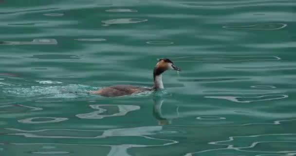 Grande Grebe Crista Com Juvenis Podiceps Cristatus Lago Annecy França — Vídeo de Stock