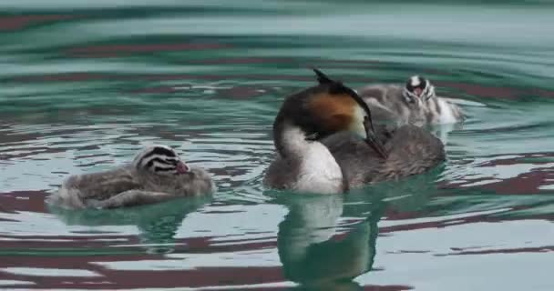 Gran Grebe Cresta Con Juveniles Podiceps Cristatus Lago Annecy Francia — Vídeos de Stock