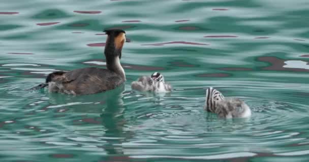 Gran Grebe Cresta Con Juveniles Podiceps Cristatus Lago Annecy Francia — Vídeo de stock