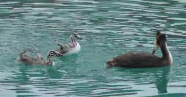 Yavruları olan büyük ibikli yunus balığı (Podiceps kristali), Annecy Gölü, Fransa. Büyük ibikli yunus balığı ve yüzen çocuklar.