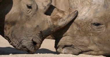 Beyaz gergedan ya da kare dudaklı gergedan, (Ceratotherium simum)