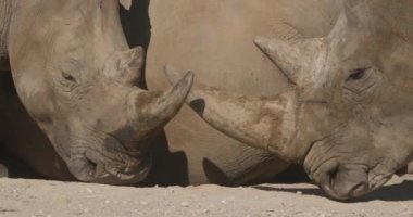 Beyaz gergedan ya da kare dudaklı gergedan, (Ceratotherium simum)