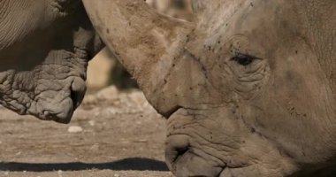 Beyaz gergedan ya da kare dudaklı gergedan, (Ceratotherium simum)