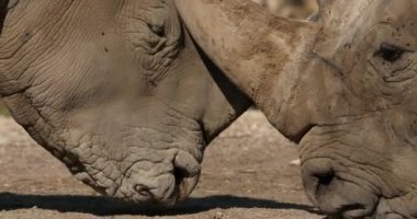 Beyaz gergedan ya da kare dudaklı gergedan, (Ceratotherium simum)