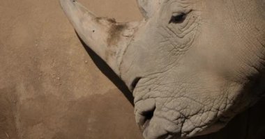 Beyaz gergedan ya da kare dudaklı gergedan, (Ceratotherium simum)