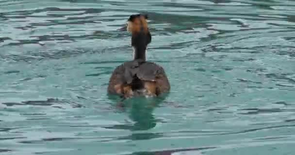 Grested Grebe Podiceps Cristatus Λίμνη Annecy Γαλλία — Αρχείο Βίντεο