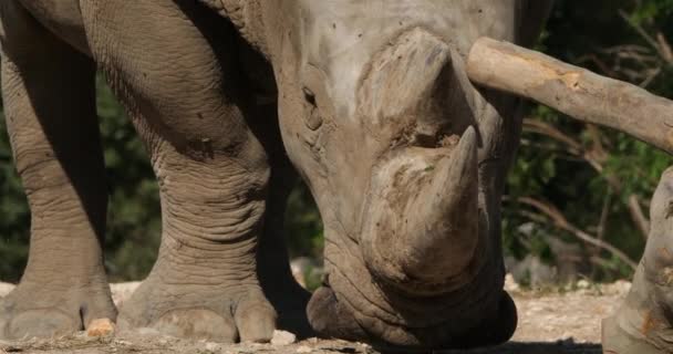 Rinoceronte Branco Rinoceronte Lábios Quadrados Ceratotherium Simum — Vídeo de Stock