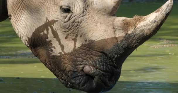 White Rhinoceros Square Lipped Rhinoceros Ceratotherium Simum — Stock Video