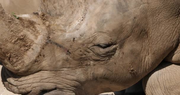 Rinoceronte Branco Rinoceronte Lábios Quadrados Ceratotherium Simum — Vídeo de Stock