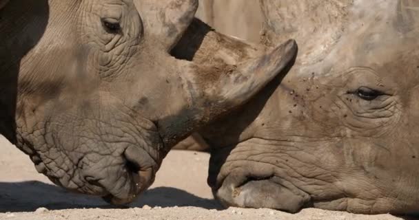 Rinoceronte Blanco Rinoceronte Labios Cuadrados Ceratotherium Simum — Vídeo de stock