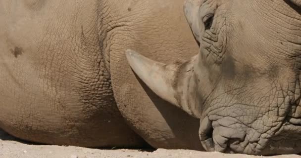 Rinoceronte Blanco Rinoceronte Labios Cuadrados Ceratotherium Simum — Vídeo de stock