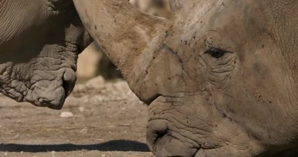 Rinoceronte Blanco Rinoceronte Labios Cuadrados Ceratotherium Simum — Vídeos de Stock
