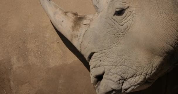 White Rhinoceros Square Lipped Rhinoceros Ceratotherium Simum — Stock Video