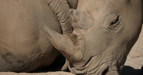 Rinoceronte Blanco Rinoceronte Labios Cuadrados Ceratotherium Simum — Vídeos de Stock