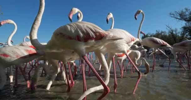 Greater Flamingos Phoenicopterus Roseus Pont Gau Camargue França — Vídeo de Stock