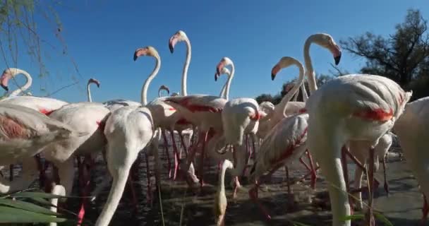 Greater Flamingos Phoenicopterus Roseus Pont Gau Camargue França — Vídeo de Stock