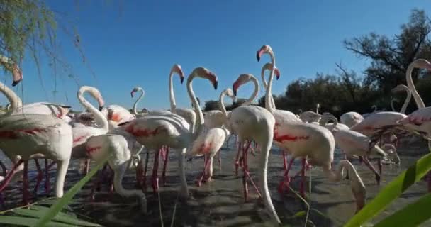 Flamants Roses Phoenicopterus Roseus Pont Gau Camargue France — Video