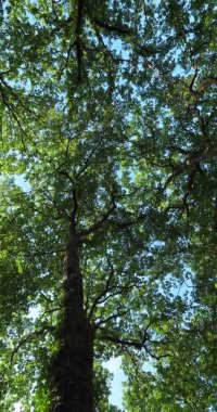 Meşe Ormanı, Loiret, Fransa