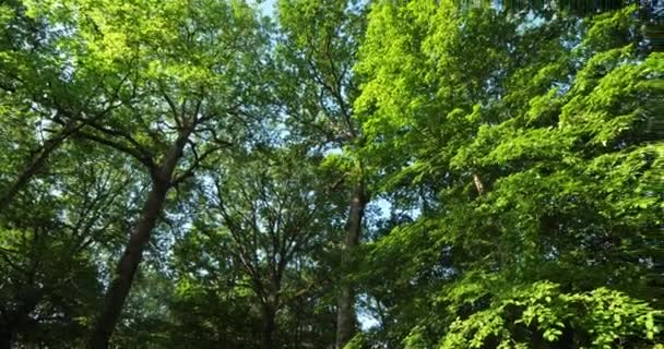 Ліс Дубів Celtis Australis Лойрет Франція Celtis Australis Загальновідоме Європейське — стокове відео