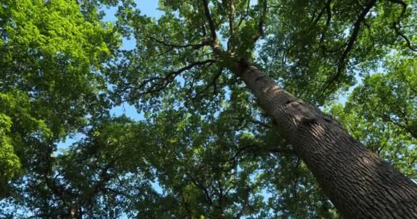 Forêt Chênes Celtis Australis Loiret France Celtis Australis Communément Connu — Video