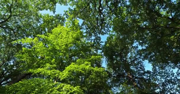 티스아우스 Celtis Australis 나무숲 프랑스 아우스트랄 Celtis Australis 유럽의 지중해 — 비디오